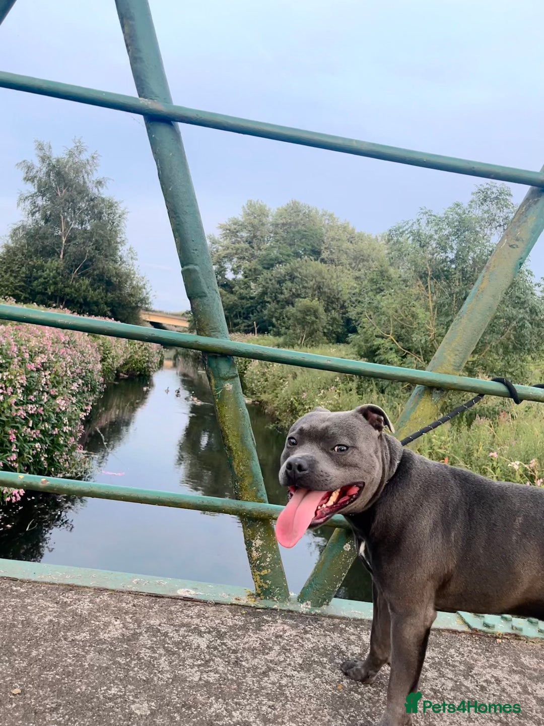 Staffordshire Bull Terrier dogs for sale: Kc registered Staffy for rehome 5 ⭐️ home needed  - Image 2