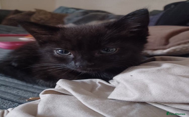 Bombay cats for sale - Advert 1