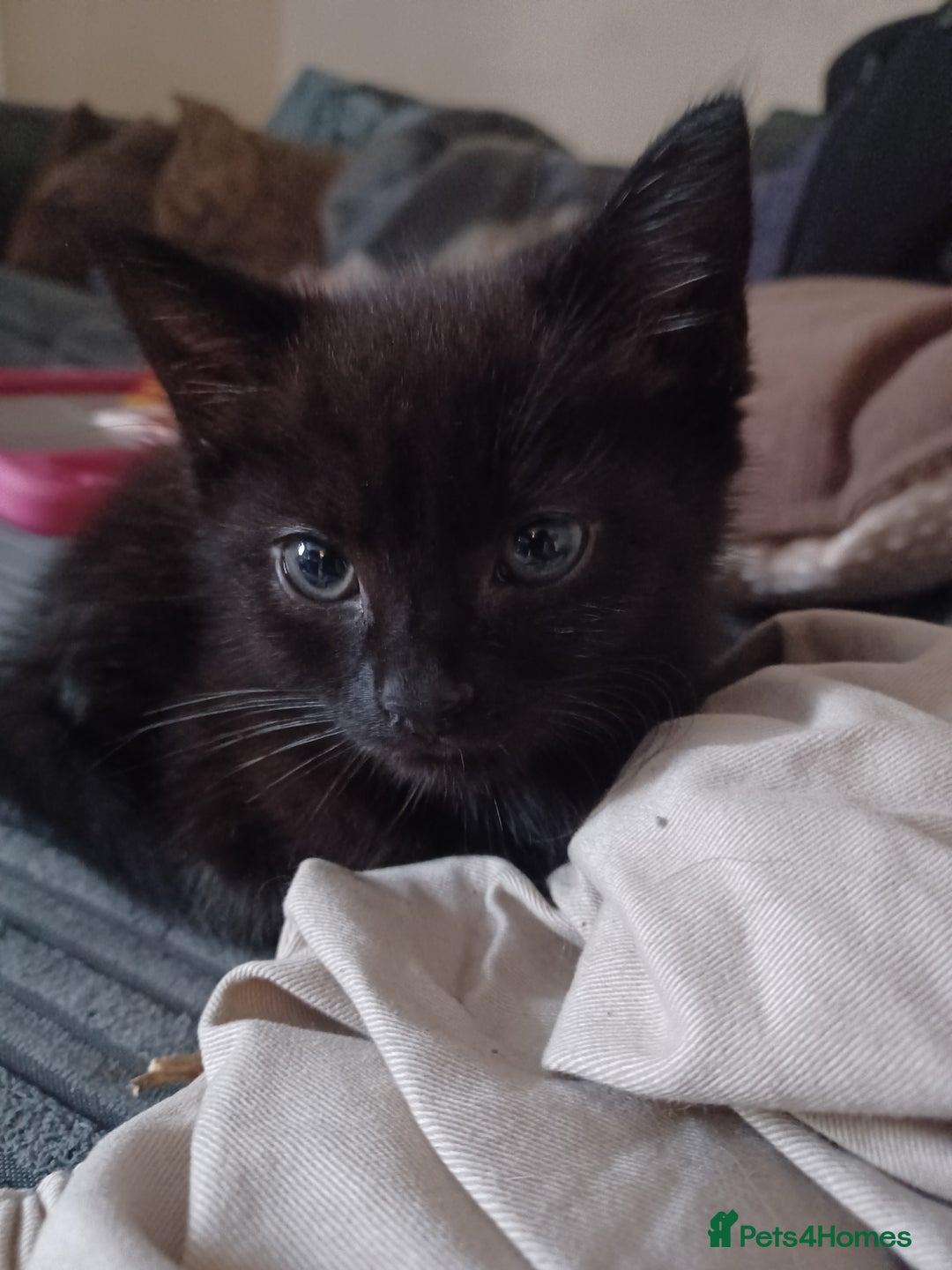 Bombay cats for sale: Kitten  - Image 1