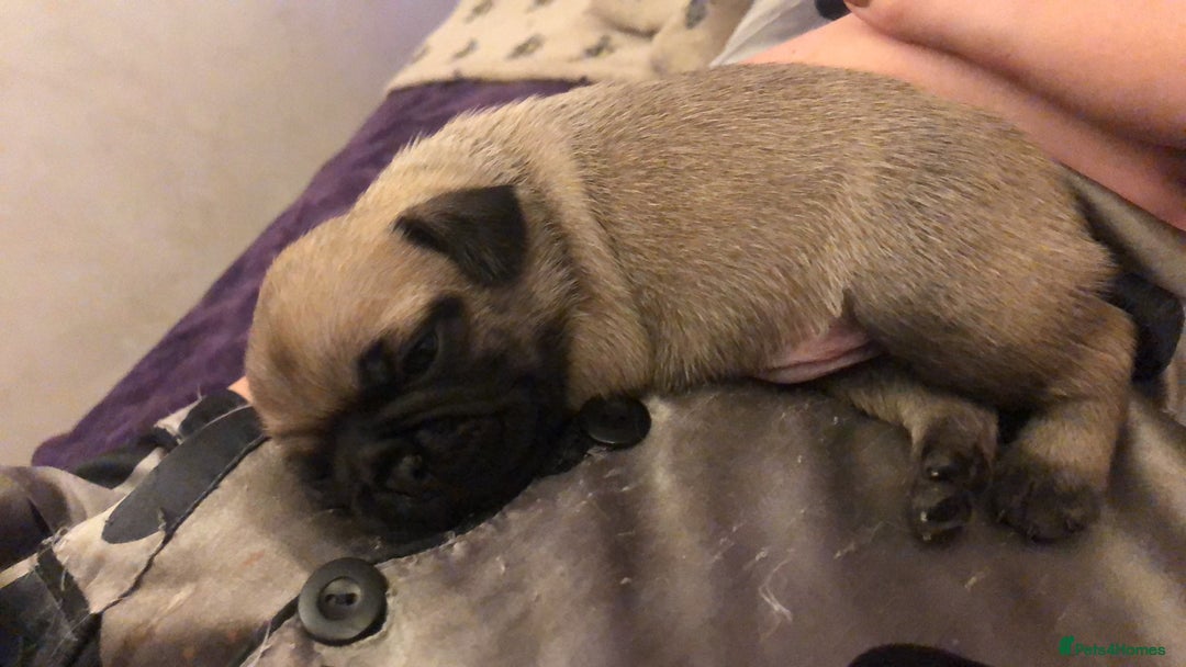 Pug dogs for sale: Pug puppies - Image 22