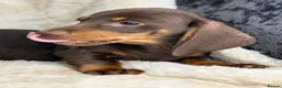 Miniature Dachshund dogs for sale: Stunning mini smooth dachshund puppies  - Advert 3