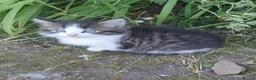 Mixed Breed cats for sale: Fluff and Tumble - Advert 15
