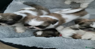 Shih Tzu dogs - Advert 9