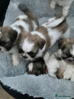 Shih Tzu dogs - Advert 11