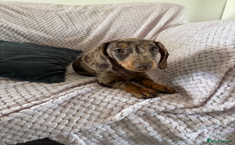 Miniature Dachshund dogs - Advert 4