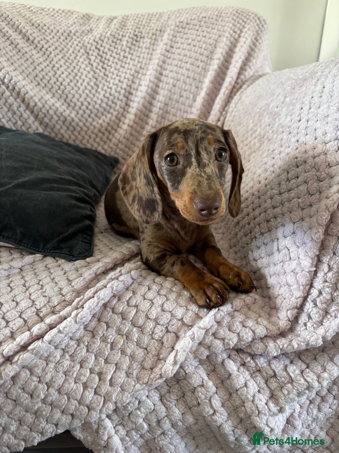 Miniature Dachshund dogs for sale: Miniature Dachshund Chocolate Dapple - Image 1