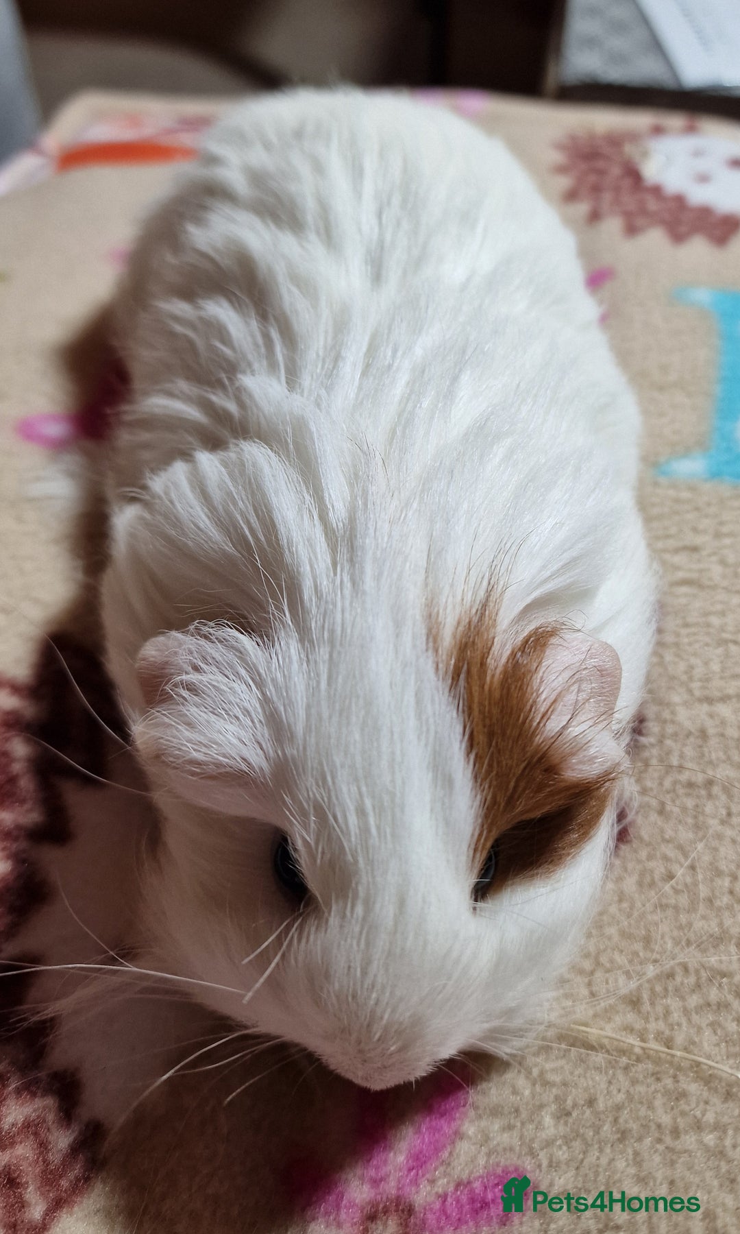 Guinea Pig rodents for sale: Two Stunning Sheltie Sows - Image 18