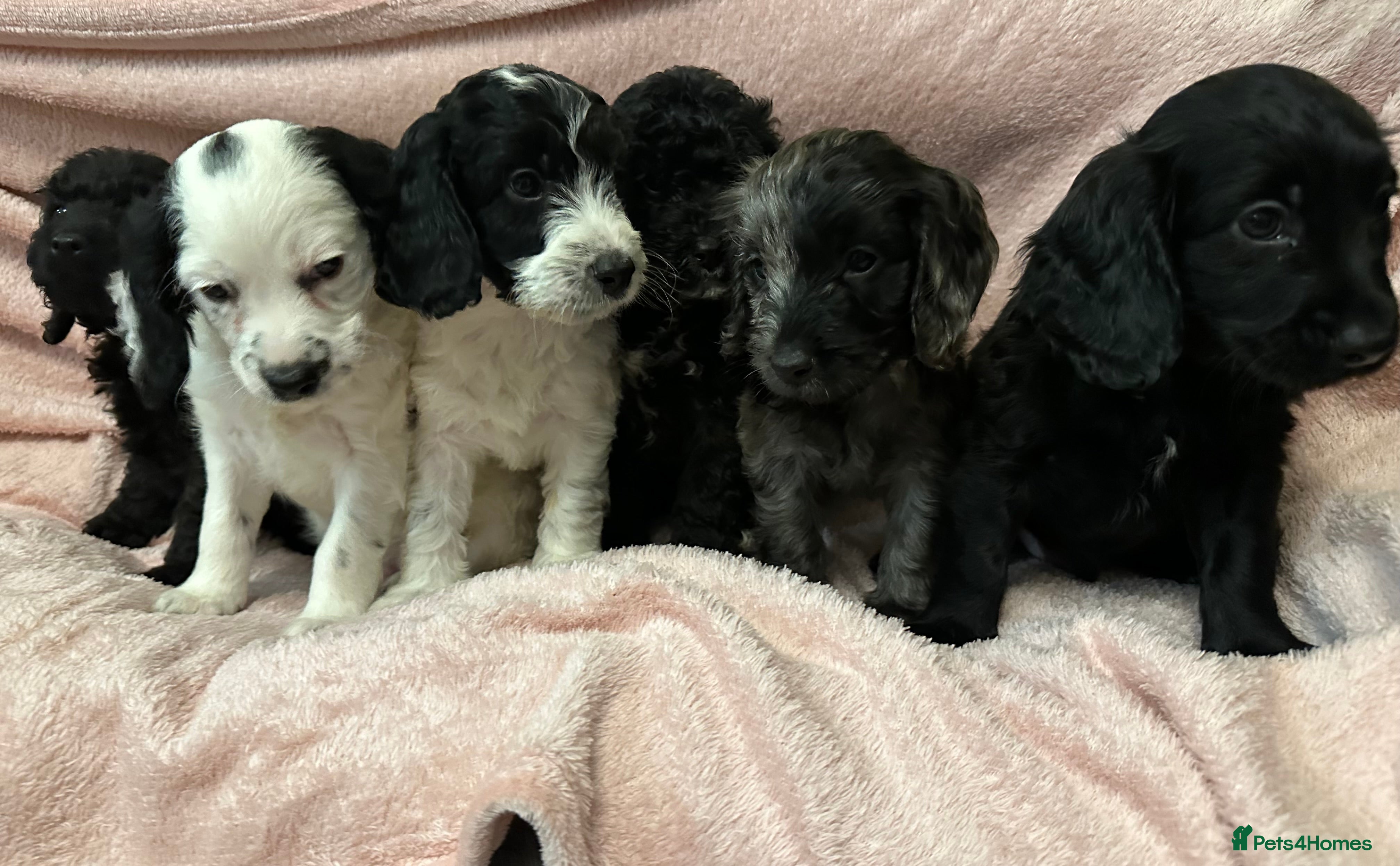 Cockapoo dogs Beautiful litter of Cockapoo Puppies - Advert 7