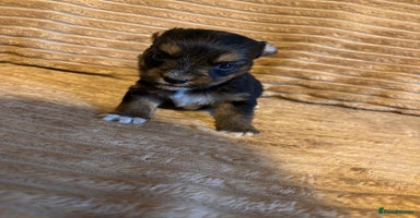 Yorkshire Terrier dogs Yorkshire terrier boy puppy  - Advert 2