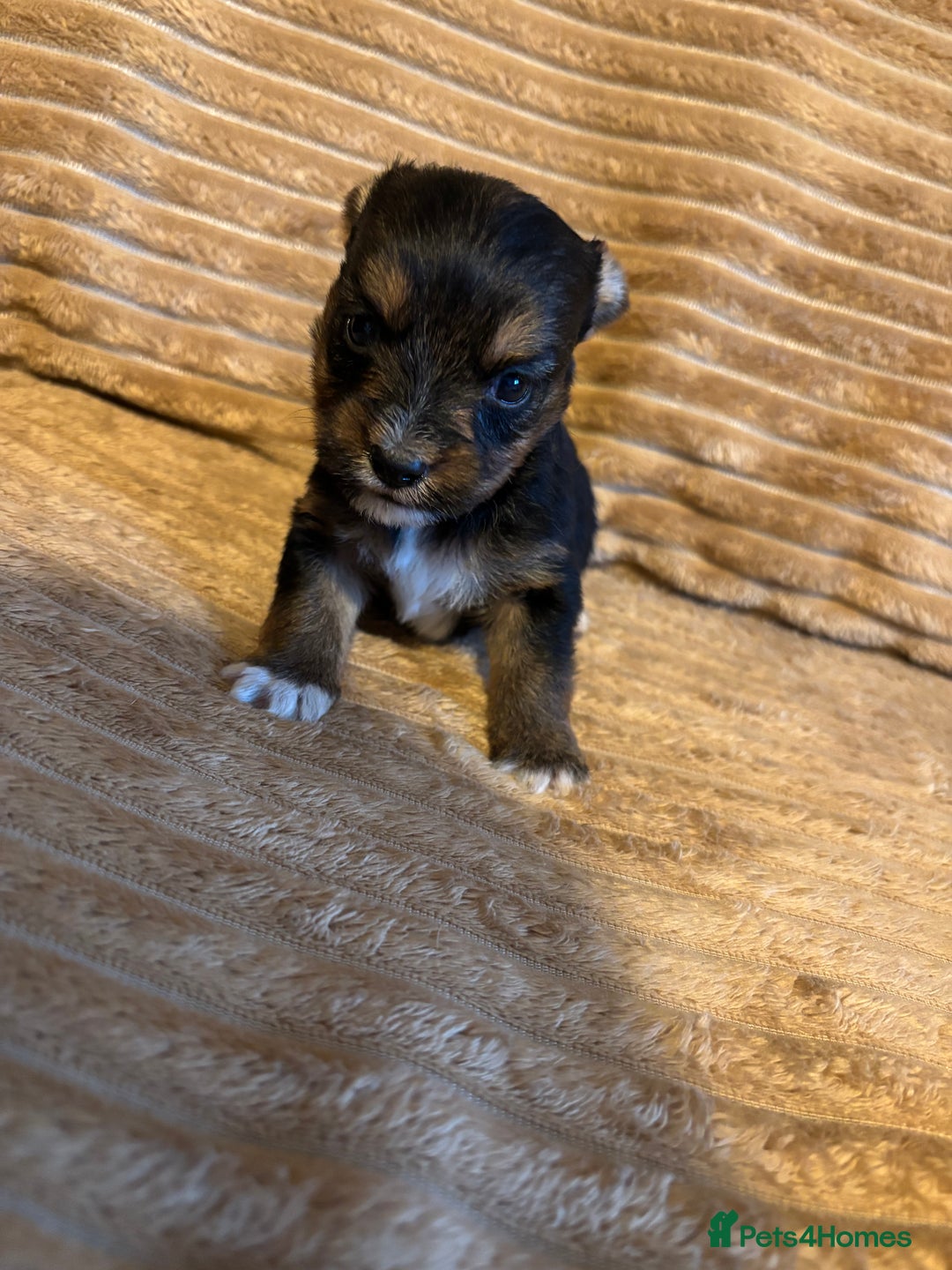 Yorkshire Terrier dogs for sale: Yorkshire terrier boy puppy  - Advert 2