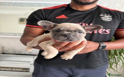 French Bulldog dogs for sale: 4 stunning Pure breed Blue Fawn French Bulldogs 🐶 - Image 6