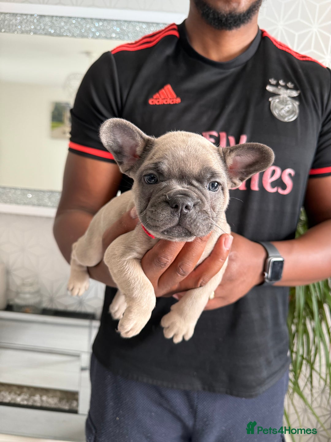 French Bulldog dogs for sale: 4 stunning Pure breed Blue Fawn French Bulldogs 🐶 - Image 6