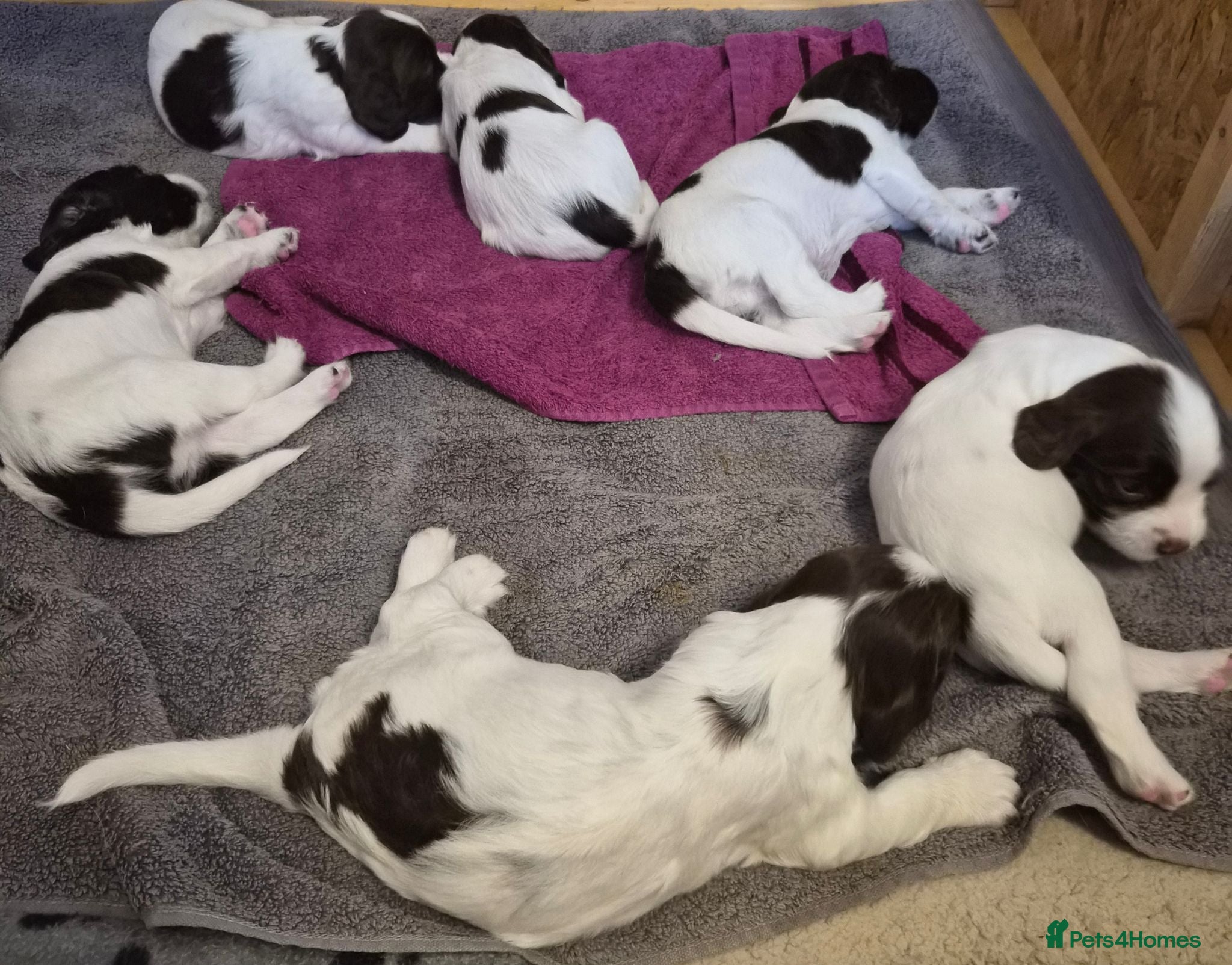 English Springer Spaniel dogs KC registered English Springer Spaniels - Advert 2