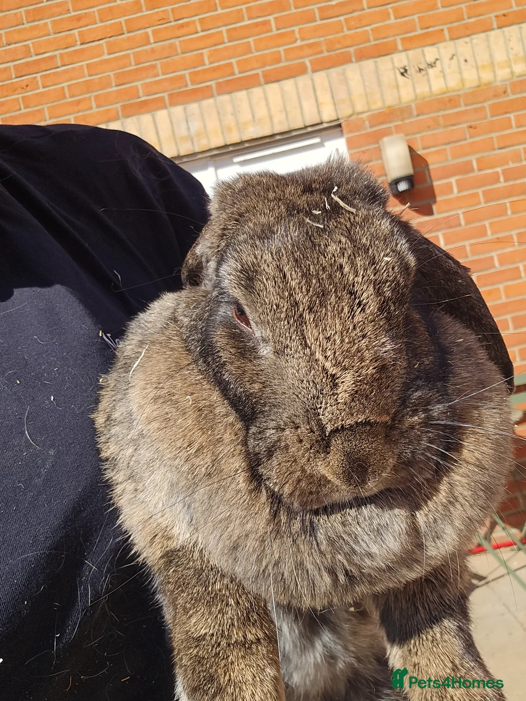 Mixed Breed rabbits for sale: Thumper the rabbit - Advert 1