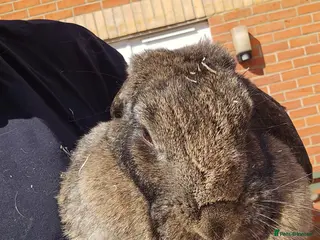 Mixed Breed rabbits Thumper the rabbit - Advert 2