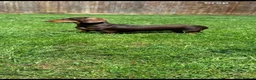 Miniature Dachshund dogs for sale: 2x adult minute dachund  - Advert 4