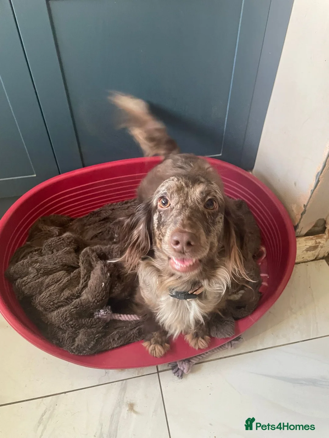 Cocker Spaniel dogs for sale: Female cockerspaniel - Advert 2