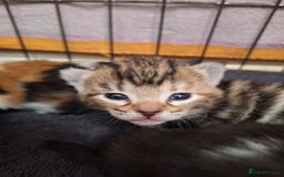 Domestic Shorthair cats for sale: ✨️ Beautiful 2 kittens 🩷🩵 Ready for homes now ✨️ - Image 6