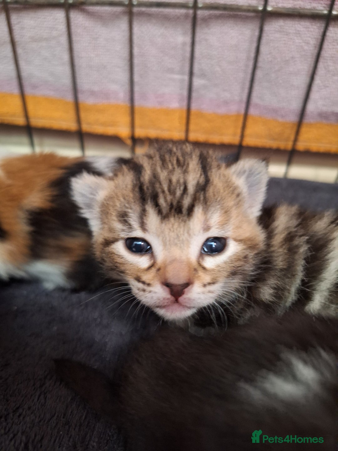 Domestic Shorthair cats for sale: ✨️ Beautiful 2 kittens 🩷🩵 Ready for homes now ✨️ - Image 6