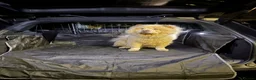 Chow Chow dogs for sale: Bella the chow chow  in Stafford - Advert 3