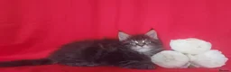 Maine Coon cats for sale: GCCF REGISTERED MAINE COON KITTENS FOR SALE  - Advert 21