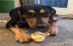 Mixed Breed dogs for sale: Dobermann mix 9 month old male - Image 5