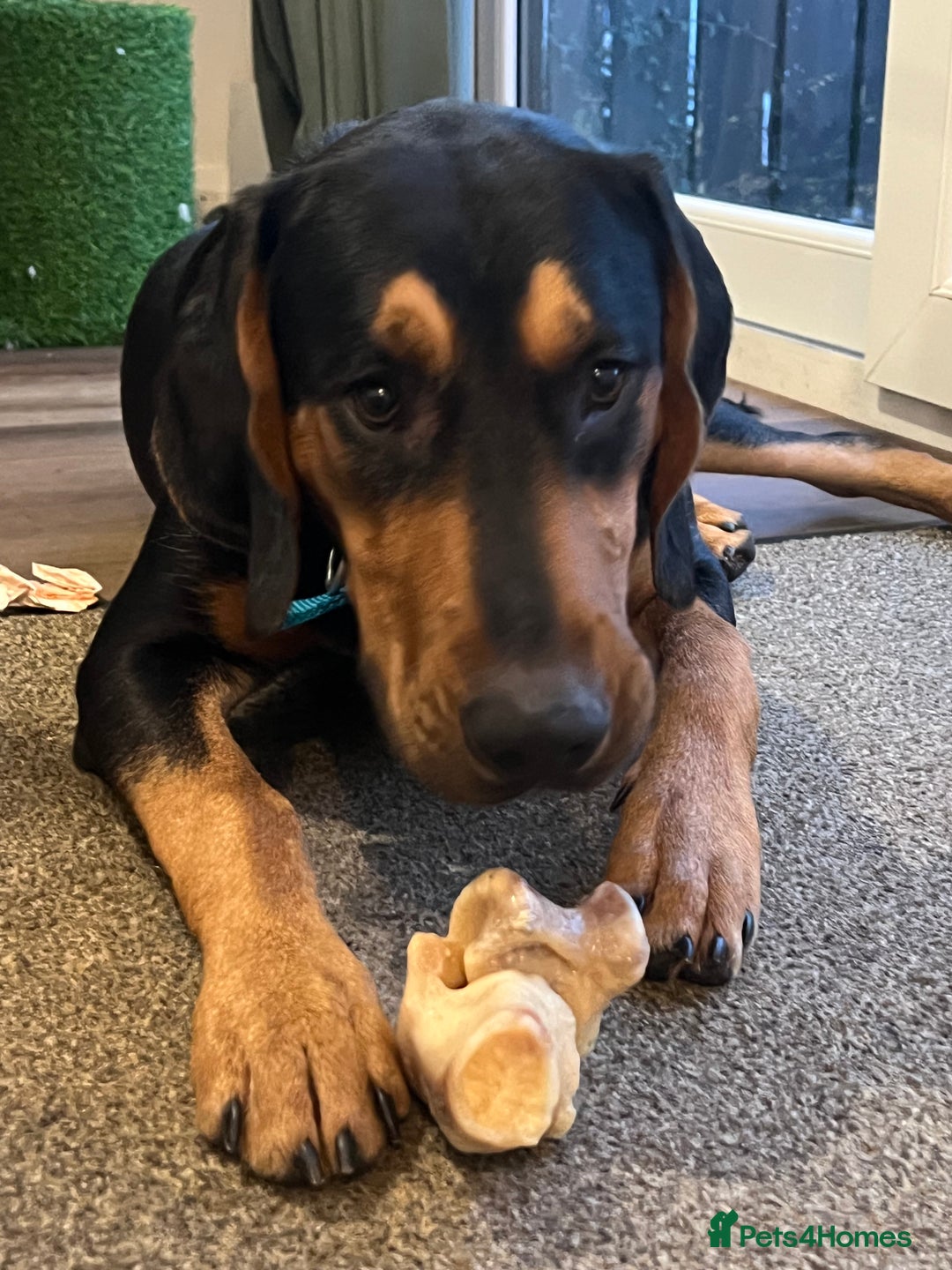 Mixed Breed dogs for sale: Dobermann mix 9 month old male - Image 5