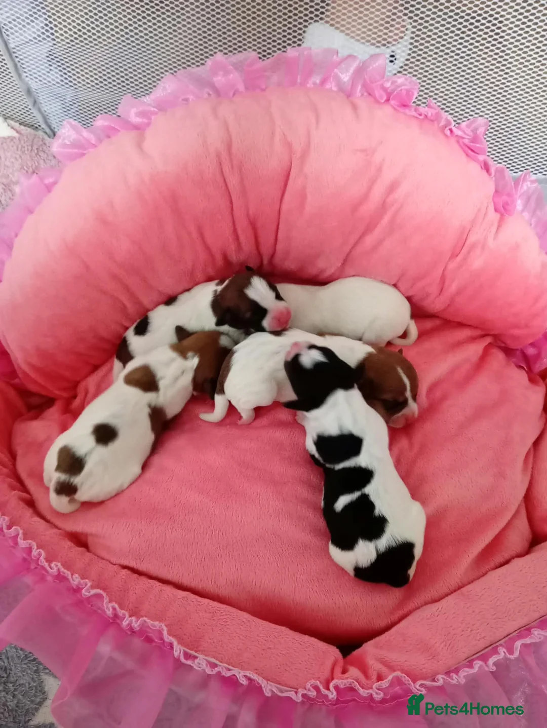 Jack Russell dogs for sale: Marzena Pawel .S./Jack Russell  - Advert 2