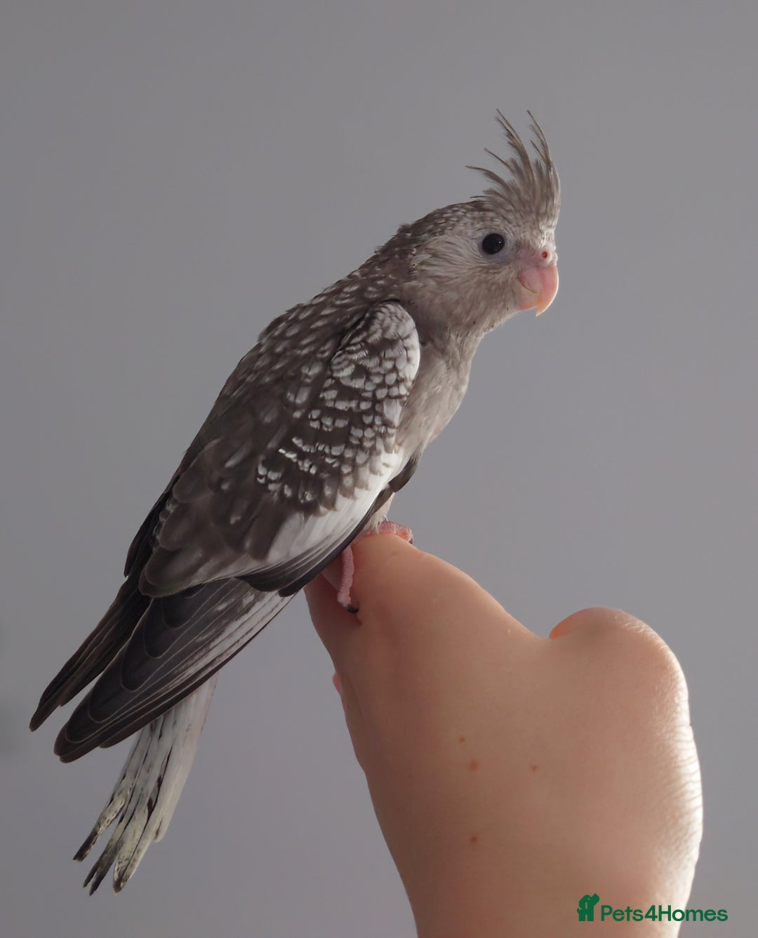 Cockatiels birds for sale: Hand reared silly tame DNA sexed baby cockatiels  - Image 39