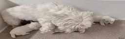 West Highland Terrier dogs for sale: KC Reg Westie Puppies - Advert 3