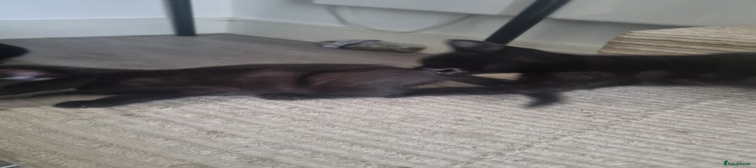 British Shorthair Kitten 2