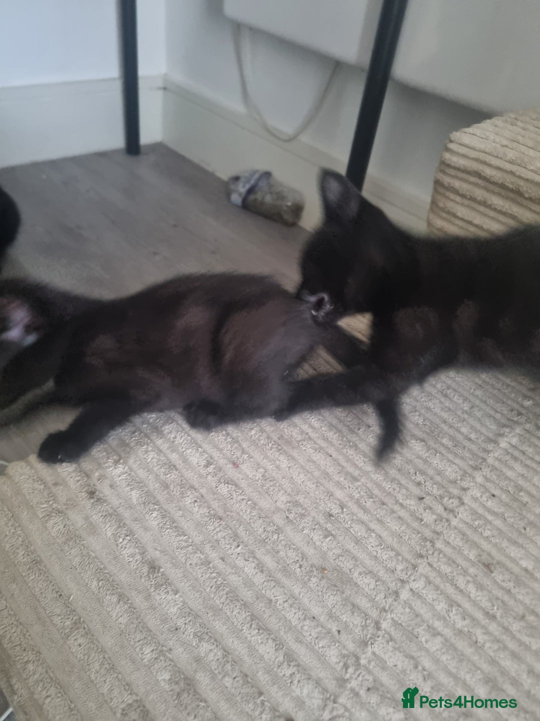 British Shorthair cats for sale: Kittens for sale - Advert 12