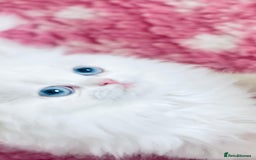 Persian cats for sale: Pure White Persian Girls BLUE EYES & full hearing - Image 13