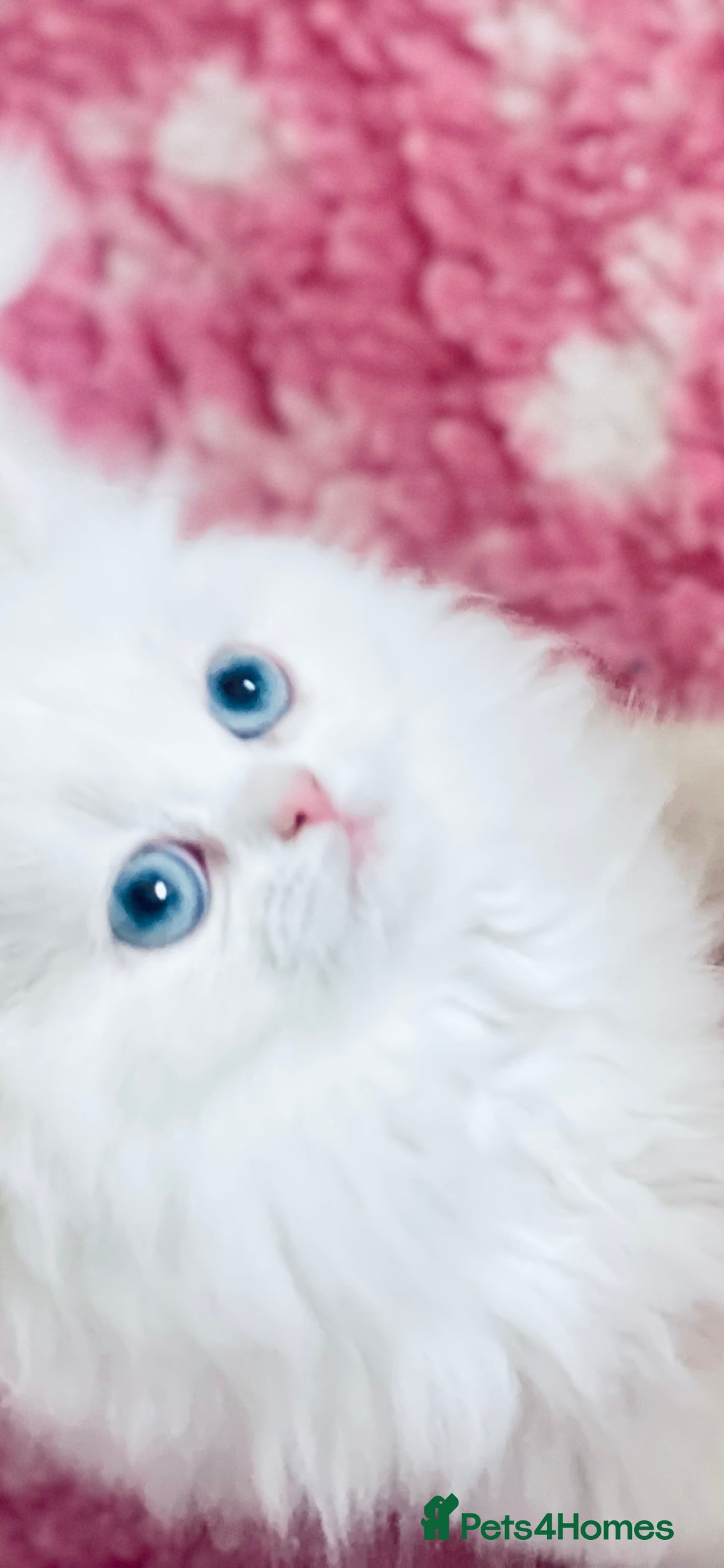 Persian cats for sale: Pure White Persian Girls BLUE EYES & full hearing - Image 13