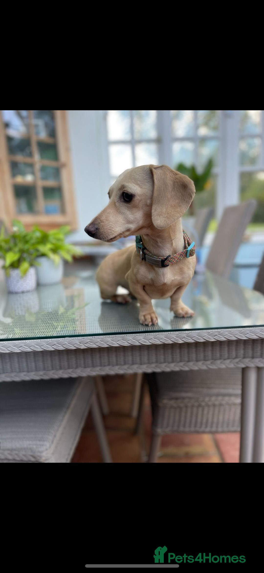 Dachshund dogs for sale: Stunning litter-cream miniature dachshund puppies - Advert 4