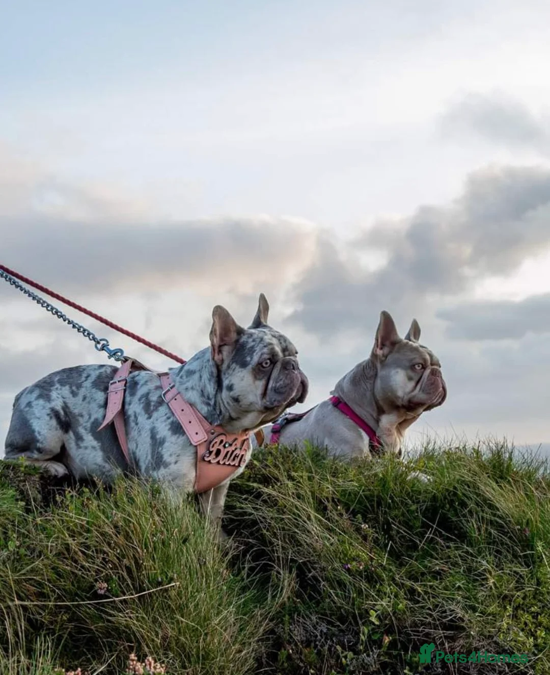 French Bulldog dogs for stud: New Shade Isabella Pied French Bulldog Stud Proven in Gunnislake - Advert 15