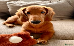Dachshund dogs for sale: Long haired Dachshund  - Image 2