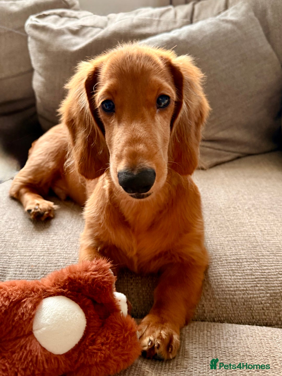 Dachshund dogs for sale: Long haired Dachshund  - Image 2