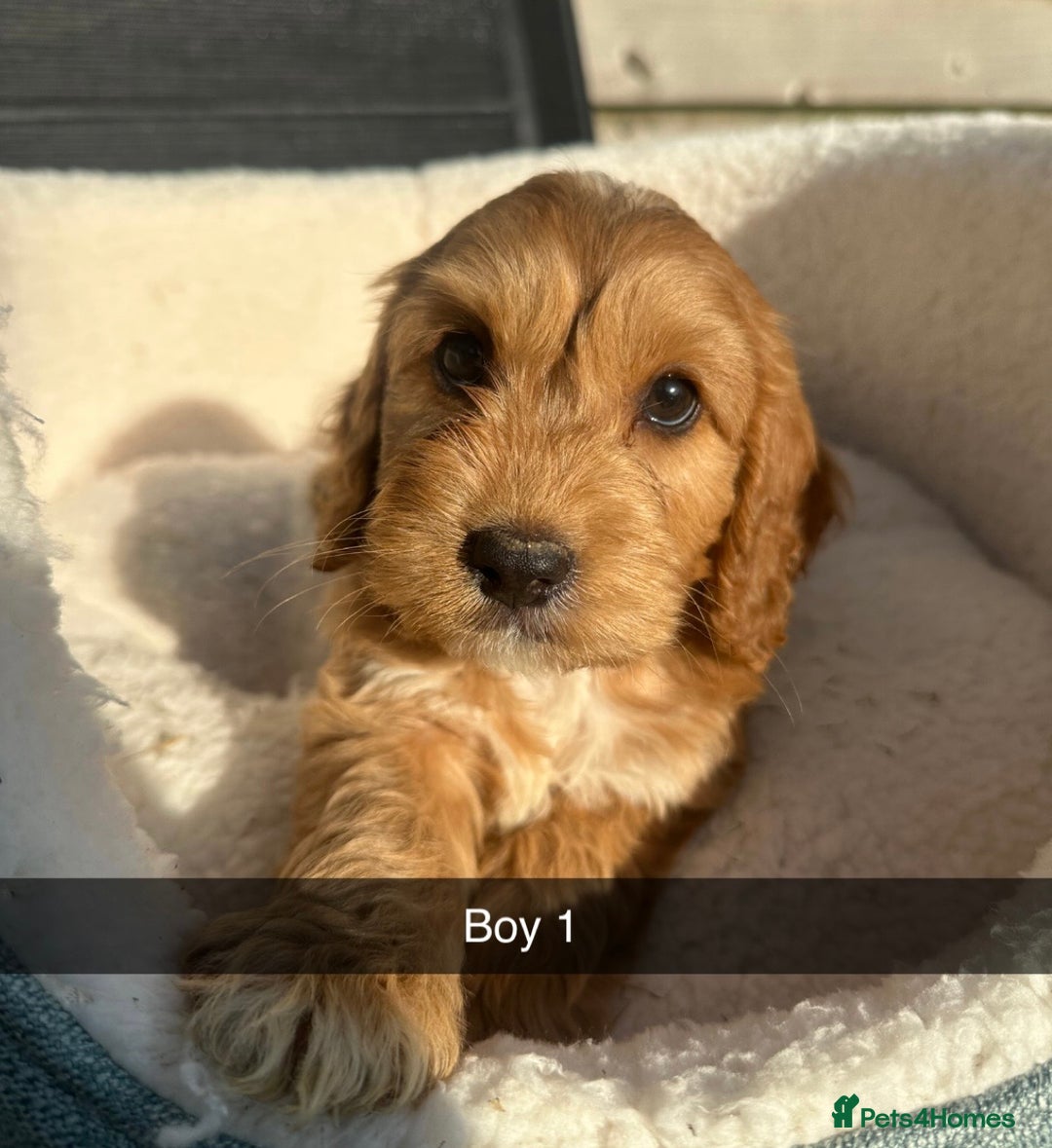 Cockapoo dogs for sale: Outstanding sable f1 Cockapoo puppies  - Image 2