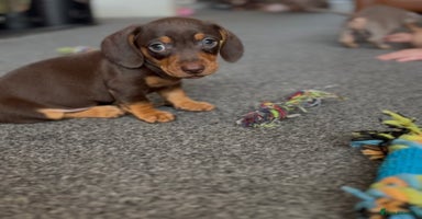 Dachshund dogs - Advert 10