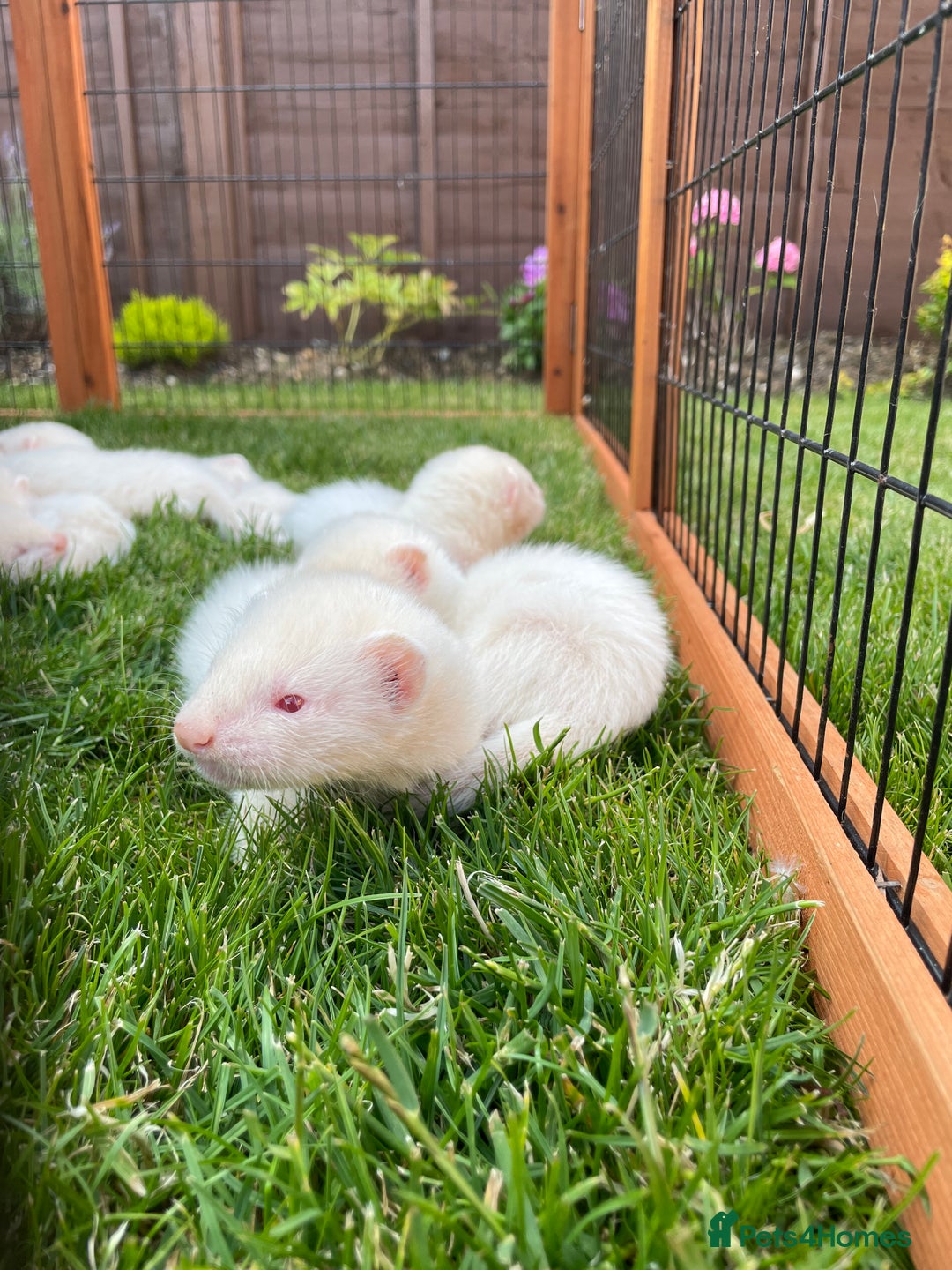 Ferret rodents for sale: Albino kits for sale  - Image 8
