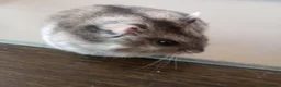 Hamster rodents for sale: Two cute Hamsters - Advert 2