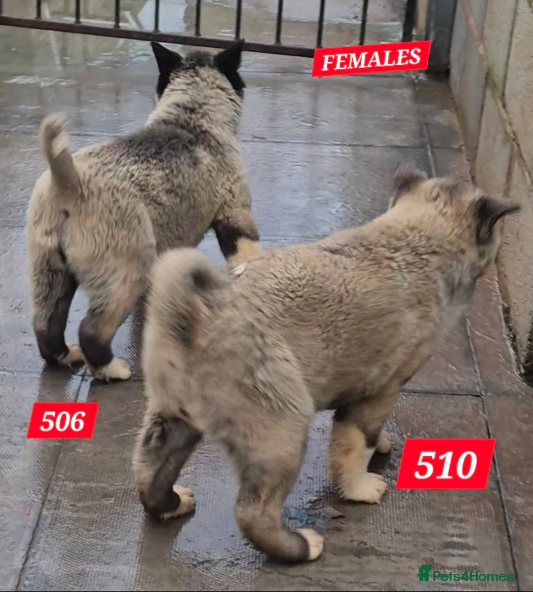Akita dogs for sale: AMERICAN AKITA FEMALES BLACK MASK BEARS - Advert 7