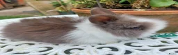 Lionhead rabbits for sale: PUREBRED DOUBLE/TEDDY LION HEAD BABIES  - Advert 4