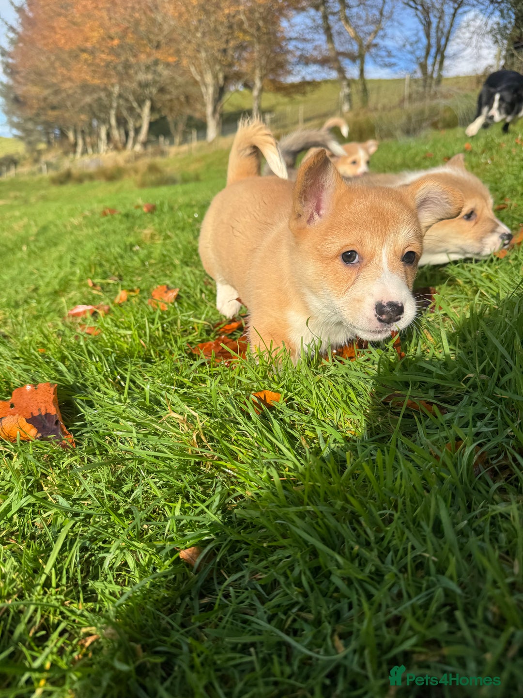 Welsh Corgi Pembroke dogs for sale: Beautiful Registered Pembroke Corgis - Advert 10
