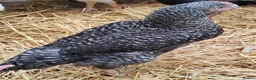 Chickens poultry for sale: Chickens - point of lay hens for sale  - Advert 3