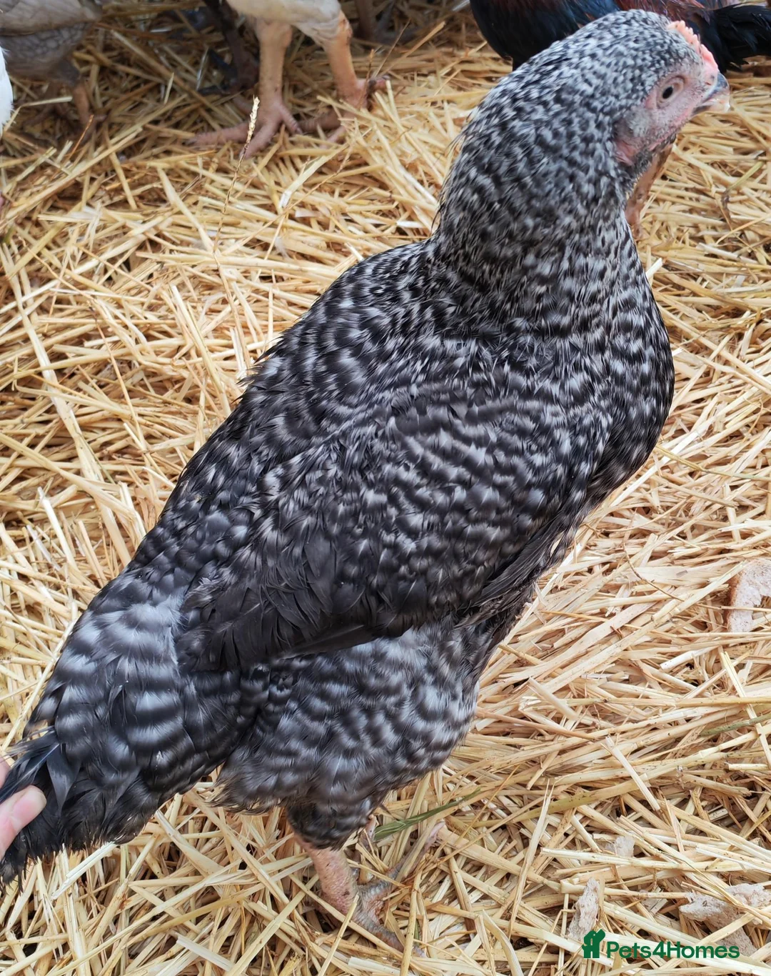 Chickens poultry for sale: Chickens - point of lay hens for sale  - Advert 3