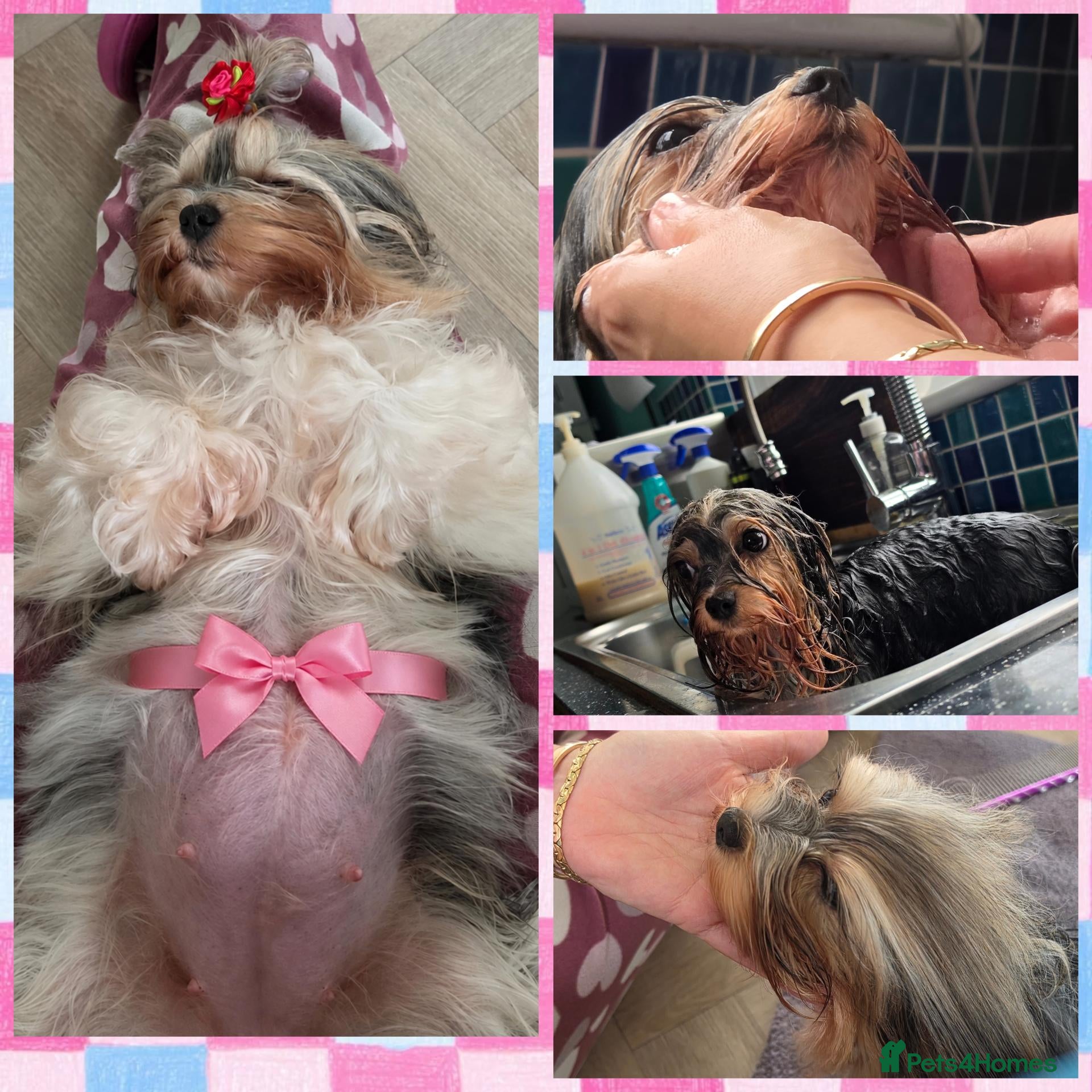 Yorkshire Terrier dogs Two upcoming litters biewer terrier and Merles - Advert 1