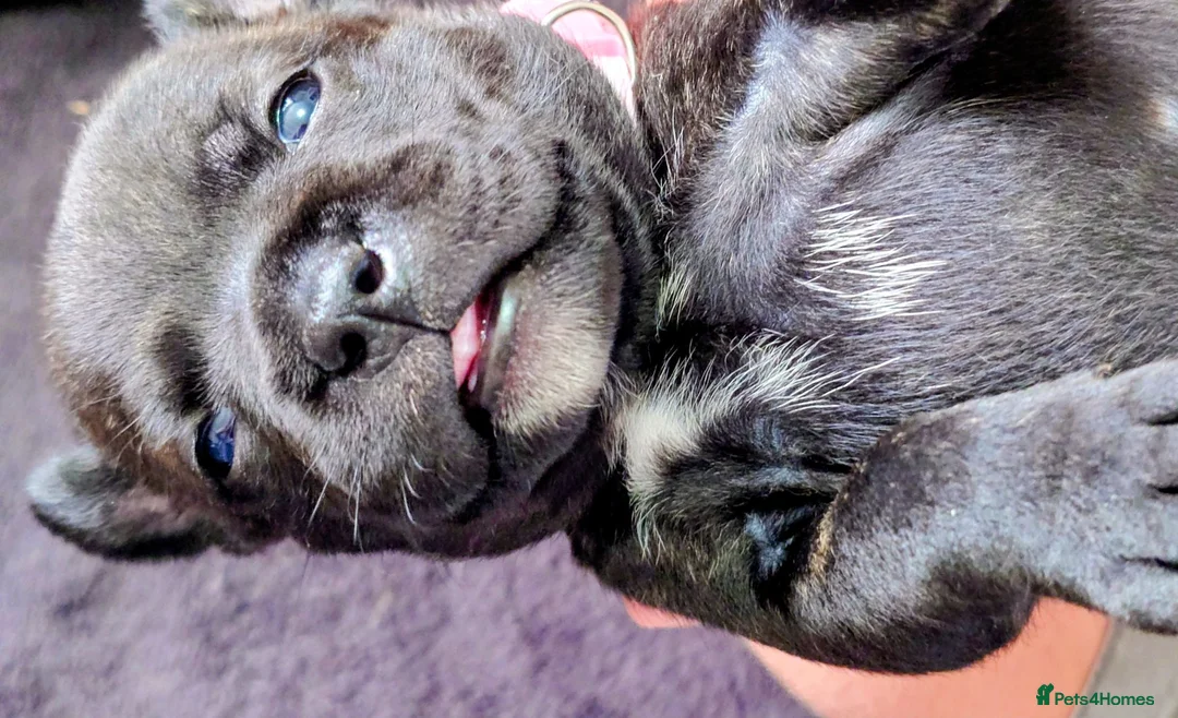Staffordshire Bull Terrier dogs for sale: ExceptionalStaffordshire bull Terrier Puppies - Advert 18