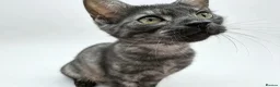 Egyptian Mau cats for sale: TICA reg Werewolf Silver EgyptianMAU x Snow Bengal - Advert 7